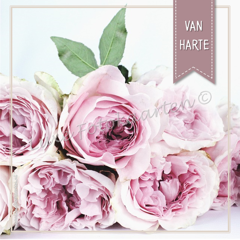 Gefeliciteerd Algemeen - rose rozen